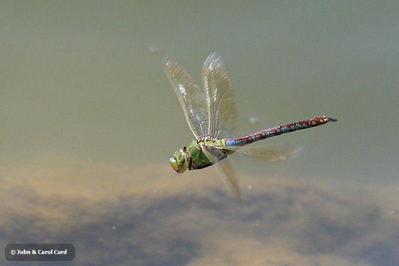 IMG_0632 Anax imperator.JPG